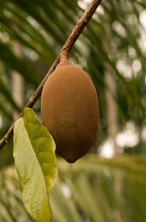cupuaçu butter ingredient for baby skincare